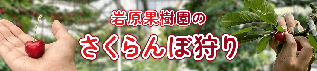 岩原果樹園のさくらんぼ狩り
